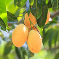 Combo 2 Sweet Ataulfo Mango Trees Live Plants in 4 Inches Pot, Hardy in Zones 9-11, Starter Seedling 5 to 6" Tall, Tropical Flavor