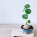 Stephania Cephalantha Live Plant, 3-3.5" Caudex with Sprouts, Rare Hardy Caudex Succulent Houseplant for Indoor Growing and Home Décor