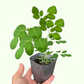 Malunggay Plant Live in Pot, 1 Moringa Oleifera Drumstick Horseradish Tree 6"-8" Tall from Bottom Pot for Planting