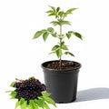 Elderberry Plant in Quart Pot, 6 to 10" Tall Elderberry Plants, Perennial Fruit Bushes Plant for Outdoor Garden, Dormant in Winter
