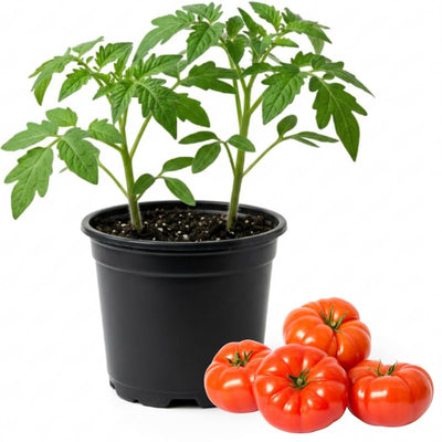 Beefsteak Tomato Plants Live in 4" Pot, 4-6 Inch Tall Starter Plants, Large Slicing Tomato for Garden, Patio and Container Growing
