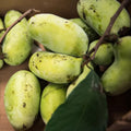 1 Year Old Paw Paw Plant No Pot, Indian Banana Pawpaw Tree Live Plant, Winter Dormant, 6 to 13 Inc Tall