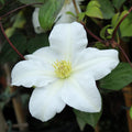 Clematis Vine Plant Live for Planting, White Clematis Plant Live in 2.5 Inches Pot, Climbing Clematis Flowers Perennial