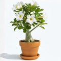 White Desert Rose Plant Live, Adenium Desert Rose Flowers, Perennial Flowers Succulent Plant, Vibrant Bloom, 4 to 7 Inch Tall, Well Rooted