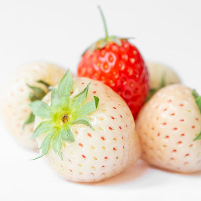 Combo 10 Roots White Strawberry Carolina Pineberry Live Plants, Indoors Outdoor for Planting, Very Fragrant, Sweet Flavor