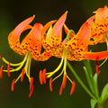 Set 20 Tiger Lilies Bulbs for Planting, Turks Cap Lily Bulbs for Planting Outdoors, Orange Flower Bulb