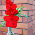 Desert Rose Plant Live, Red Adenium Desert Rose Plant, 5 to 7 Inches Long, Cactus Succulent Plant Perennial Flowering