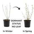 Serviceberry Plant, 6-12 Inch - Leafless in Winter, Perennial Serviceberry Plants, Bare Root, Strong Roots, Fruit Plants for Home Garden