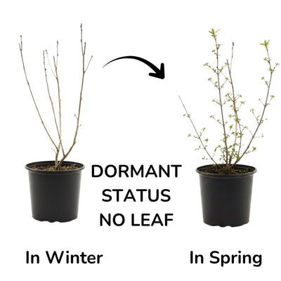 Old Snowball Viburnum Plants Live in 4" Pot, 6-12 Inch Tall, White Flowers Shrubs, Perennial Hardy Snowball Viburnum Flowers Plants, Leafless in Winter