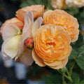 Pinky Apricot Orange Honey Rose Bush Plant Live Shrub, Climbing Rose Fragrant Rose Bushes Plant Live, Roses for Planting, Starter Size, 4 to 10 Inc Tall