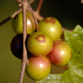 Grape Vine Live Plant to Grow 1-2 Year Old, Sweet Grape Plant Live for Growing, Grape Fruit Well Rooted Plant Bareroot (Early Fry Muscadine Grape)