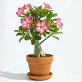 Pink Desert Rose Plant Live, Adenium Desert Rose Flowers, Perennial Flowers Succulent Plant, Vibrant Bloom, 4 to 7 Inch Tall, Well Rooted