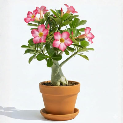 Pink Desert Rose Plant Live, Adenium Desert Rose Flowers, Perennial Flowers Succulent Plant, Vibrant Bloom, 4 to 7 Inch Tall, Well Rooted