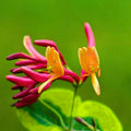Variegated Pink Yellow Honeysuckle Vine Plant Live Perennial 2.5 Inc Pot Fragrant Flower for Gardening Hedge or Trellis