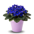 African Violets Plant Live in 4'' Pot, Fast-bloming Indoor Outdoot Flowering Plant with Vibrant Blooms (Blue African Violet)