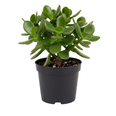 Jade Plant, Crassula Jade Plant, Crassula Succulents Plants Live for Indoor or Outdoor Houseplant, 4 Inch Pot