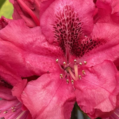Big 1 Gallon Red Rhododendron Plants Live, 1-3 Years Old Azalea Plants Live Shrubs Bushes for Planting, Very Well Rooted