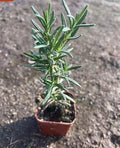 Rosemary Herb Plant Live 6-8'' Tall, Hardy Fragrant Rosemary Plants, Starter Herb in 4'' Pot, Outdoor Growing