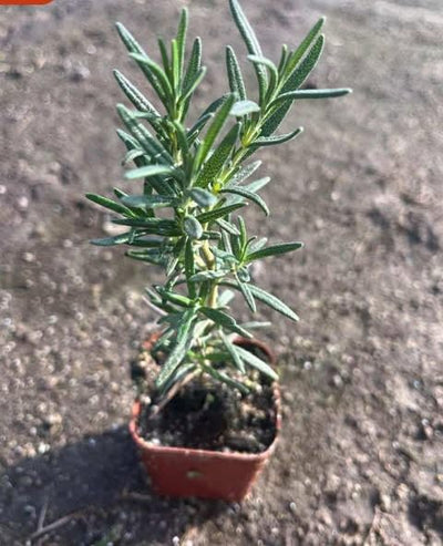 Rosemary Herb Plant Live 6-8'' Tall, Hardy Fragrant Rosemary Plants, Starter Herb in 4'' Pot, Outdoor Growing
