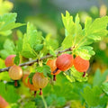 Sweet Gooseberry Plant Live to Grow, Gooseberry Bushes Live Plant 5 to 9 Inch Height, Gooseberries Fruit Well Rooted