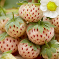 10 White Carolina Pineberry Plants Bareroots, Pineapple Strawberry Flavor, White Strawberry Plants Roots