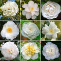 Colorful Camellia Japonica Live Plant Large Flowers, Camellia Bush Tree in 4 Inc Pot for Planting, 5-10 Inches in Tall (White)