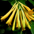 Yellow Climbing Honeysuckle Plant Live, Fragrant Honeysuckle Plants Vine Bushes in 2.5 Inch Pot
