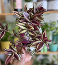 Wandering Jew Plant in 2'' Pot, Tradescantia Plant Live, Tradescantia Trailing Vine, Fast-Growing Indoor Houseplant (Purple Tradescantia Zebrina)