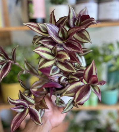 Wandering Jew Plant in 2'' Pot, Tradescantia Plant Live, Tradescantia Trailing Vine, Fast-Growing Indoor Houseplant (Purple Tradescantia Zebrina)