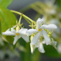Star Jasmine Plant, White Fragrant Flowers Live Plant, Star Jasmine Plants Live for Planting Indoor Outdoor, 4 to 6 Inch Tall