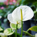 White Anthurium Plant Live Miniature Blooming Anthurium Starter Plant in 3 Inch Pot
