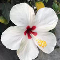 White Hibiscus Plant Live 5-9" in Tall, Hardy Hibiscus Tree Live Plant Year-Round Blooming, No Pot, Outdoor Perennial Planting