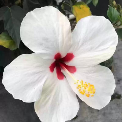 White Hibiscus Plant Live 5-9" in Tall, Hardy Hibiscus Tree Live Plant Year-Round Blooming, No Pot, Outdoor Perennial Planting