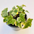 Gold Ivy Plant Live, Trailing Ivy Plant 4'' Pot, Climbing Houseplant for Growing Indoor Outdoor