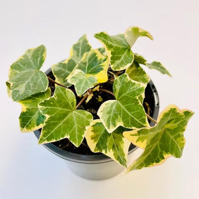Ivy Plant Live, Trailing Ivy Plant 4'' Pot, Climbing Houseplant for Growing Indoor Outdoor