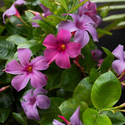 Set 2 Purple Mandevilla Live Plants, 5-9" Tall Mandevilla Plant Potted, Well Rooted Perennial Flowers Shrub Plants, Ornamental Plants for Outdoors