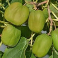 Kiwi Plant Live, Sweet Kiwi Berries Well-Rooted Starter Plant, Hardy Kiwi Tree Live Plant, 5-9" Tall