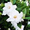 2 Frostproof White Jasmine Plants Live, Gardenia Plant Indoor Outdoor, Very Fragrant, 4 to 7 Inc Tall Live Jasmine Stree Plant, Hardy Zones 7-10