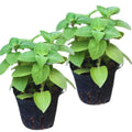 4 Green Cuban Oregano Plants Live, 5 to 7 Inches Tall, Mexican Mint Spanish Thyme Live Plant Well Rooted for Home Garden, Without Pot