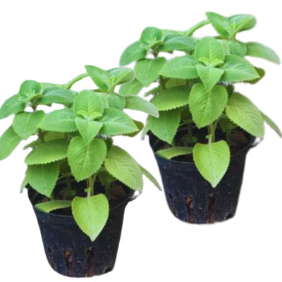 4 Green Cuban Oregano Plants Live, 5 to 7 Inches Tall, Mexican Mint Spanish Thyme Live Plant Well Rooted for Home Garden, Without Pot