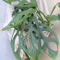 Monstera Adansonii Swiss Cheese Plant, Monstera Plants, Swiss Cheese Vine Plant for Growing Indoor Outdoor Garden Houseplant, 4 Inch Pot