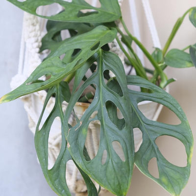 Monstera Adansonii Swiss Cheese Plant, Monstera Plants, Swiss Cheese Vine Plant for Growing Indoor Outdoor Garden Houseplant, 4 Inch Pot