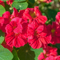 Nasturtium Plants Live 4-6 Inches, 2 Plants per Pot, Live Trailing Flowers for Gardens, Containers, and Borders