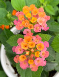 Lantana Live Plant for Planting Outdoors, Set 2 Live Lantana Plants, 4 to 7 Inch Tall, Lantana Perennial Plants, Ready to Plant, Pink