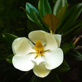 Magnolia Tree Live Plant for Planting, Magnolia Flowers Bush 6 to 12 Inches Height, in Pot, Fragrant Magnolia Shrub (Sweetbay Magnolia)