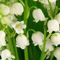 10 Lilies of The Valley Bulbs, Lily of The Valley Bulbs, Lily of The Valley Bulbs for Planting, Prennial Flower Bulbs