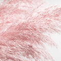 Pink Pampas Grass Plants, Pink Pampas Grass Plants Live 4 Inches No Pot for Growing