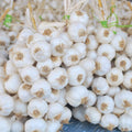 1/2 LB White Garlic Bulbs for Planting in Fall, High Yield Hardneck Garlic Cloves Seeds, Fresh, Cold Hardy and Fast Growing, Various Varieties