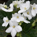 White African Violets Live Plants in Pots, Live African Violet Plants House Plant for Indoor Outdoor Décor, 4" Pot, Well-Rooted and Year-Round Blooming