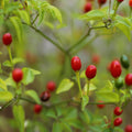Chiltepin Pepper Plants Live for Planting, Chiltepin Pepper Live Plant, Red Chili Plant from 4 to 7 Inches Tall, 4 Inch Pot for Planting